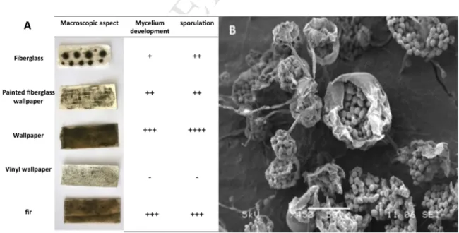 Figure 3: Development of S. chartarum ST82 strain on different building materials. 