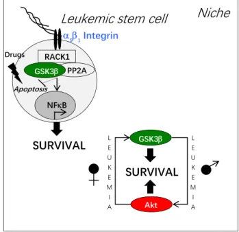 Figure 3. Integrin-dependent activation of GSK3β and leukemic stem cell resistance. Adhesion of