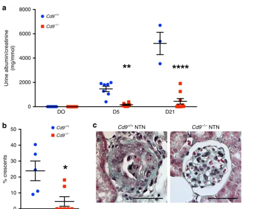 Fig. 1 CD9 is overexpressed by glomerular cells during CGN in mice and humans. a Schematic strategy to identify differentially expressed genes overtime on day 4 and 10 (black arrows), in freshly isolated glomeruli from mice developing CGN upon nephrotoxic 