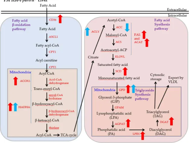 Figure  8. Overview of lipid metabolism, showing  fatty acid  β-oxidation, fatty  acid synthesis,  and 