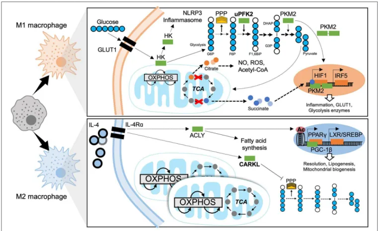 FIGURE 4 | Metabolic mechanisms of macrophage polarization. M1 macrophages are characterized by predominantly glycolytic metabolism