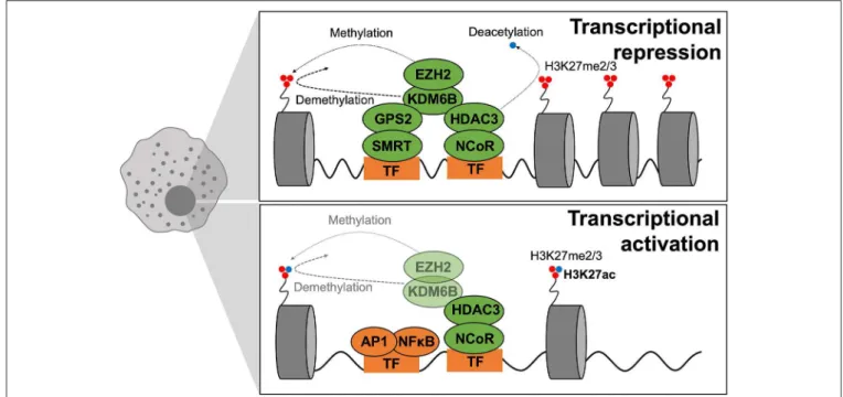 FIGURE 6 | Epigenetics of macrophage polarization in T2D. Epigenetic mechanisms that modulate transcription act on chromatin remodeling and altering DNA accessibility to transcriptional machinery