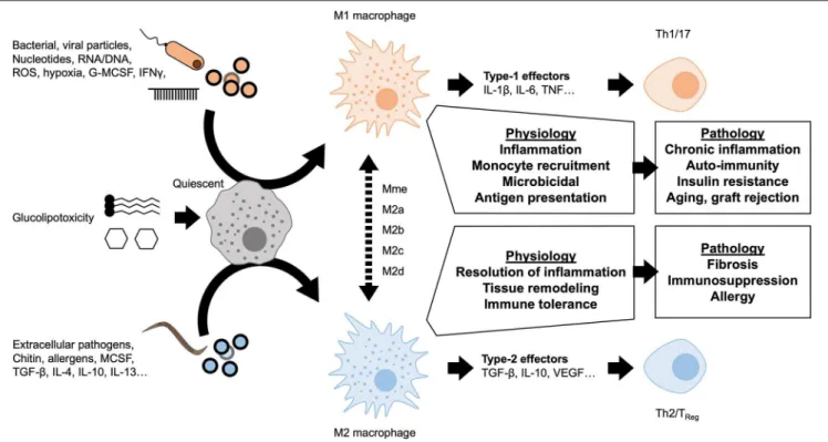 FIGURE 2 | Macrophage polarization and chronic inflammation. A variety of stimuli are known to induce either M1-like pro-inflammatory or M2-like anti-inflammatory polarization