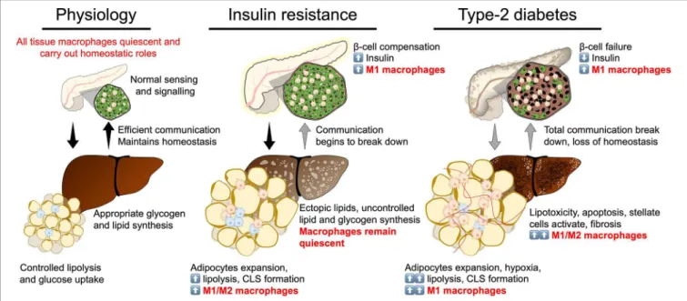 FIGURE 3 | Break down of insulin secretion and sensitivity in type-2 diabetes. At the physiological state glycaemic homeostasis is maintained by efficient communication between the insulin secreting organ, the pancreas, and insulin target organs (adipose t