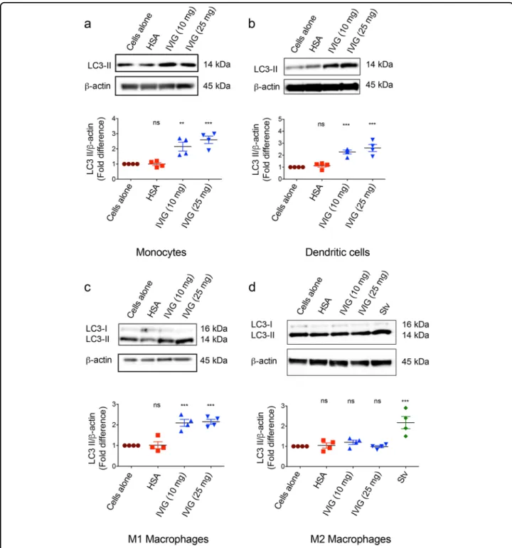 Fig. 2 IVIG induces autophagy in monocytes, dendritic cells and M1 macrophages but not in M2 macrophages