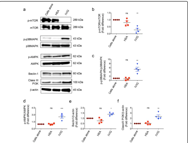 Fig. 4 IVIG-induced autophagy in monocytes is associated with induction of class III PI3K, beclin-1, p-AMPK and p-p38MAPK and inhibition of p-mTOR