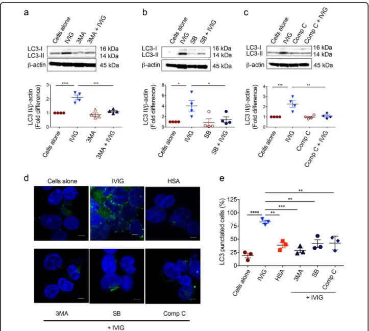 Fig. 5 Inhibition of Class III PI3K, p38MAPK and AMPK kinases abrogates IVIG-induced autophagy in monocytes