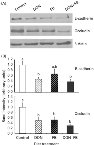 Fig. 4. Effect of individual and combined deoxynivalenol (DON) and fumoni- fumoni-sins (FB) exposure on the intestinal expression of E-cadherin and occludin.