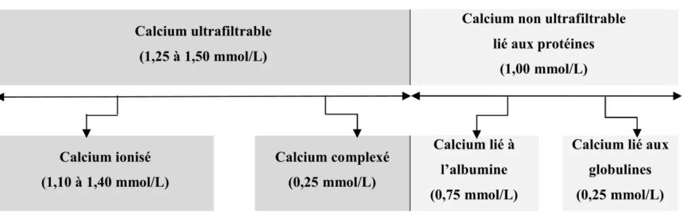 Figure 01: Répartition du calcium plasmatique dans l’organisme chez le sujet sain (LAGENTE, 2000)