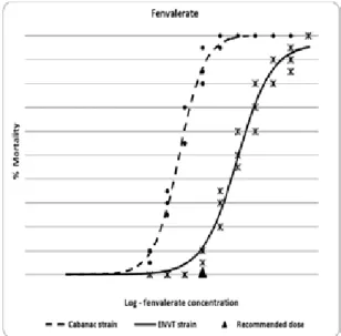 Figure 3. The mortality rates for the two strains of  blood-engorged S. calcitrans after one hour  con-tact with fenvalerate residues on filter papers.