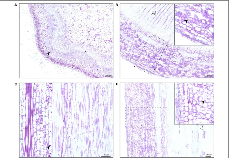 FIGURE 1 | Transversal (A,B) and longitudinal (C,D) stem sections of poplar tree, Populus tremula × alba, stained with Periodic Acid-Schiff (PAS)