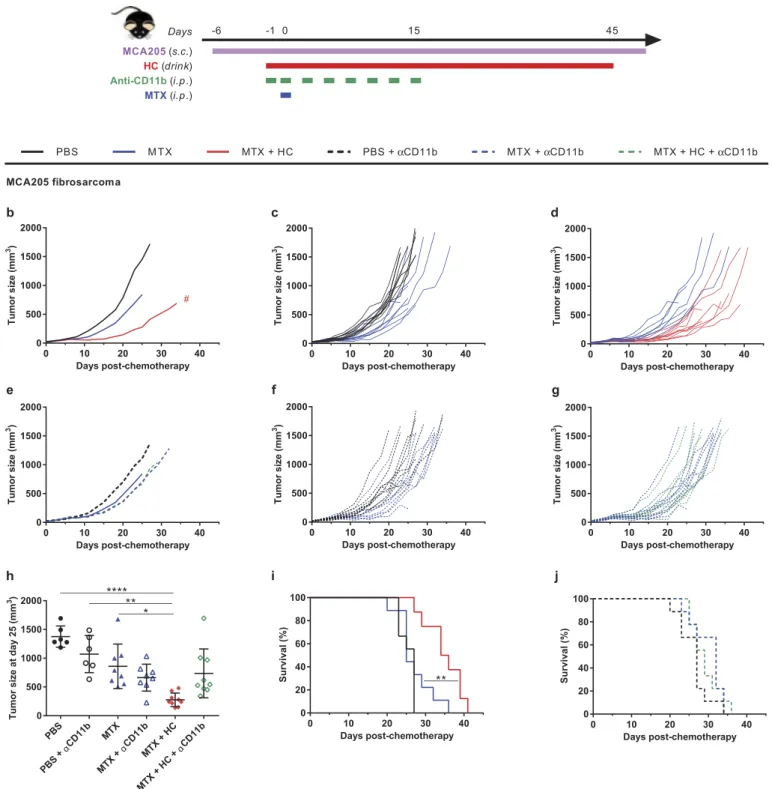 Figure 2. Myeloid cells are required for the benefic action of HC to chemotherapy in a fibrosarcoma tumor model