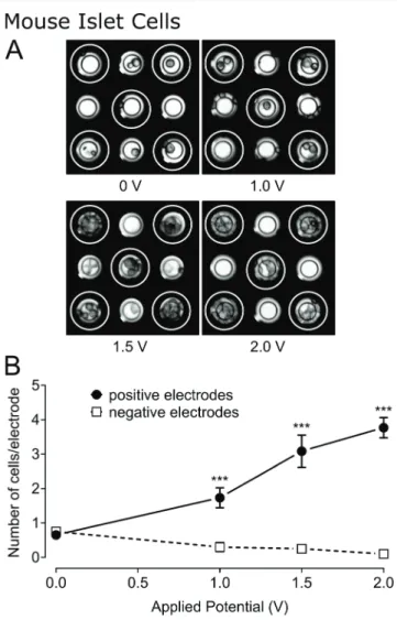 Fig. 4 Influence of applied potential on mouse islet cell-coverage of electrodes. (A) Images of mouse islet cells on a micro-electrode array after 10 min exposure to various electric potentials: 0, 1, 1.5, and 2 V (positively charged electrodes indicated b