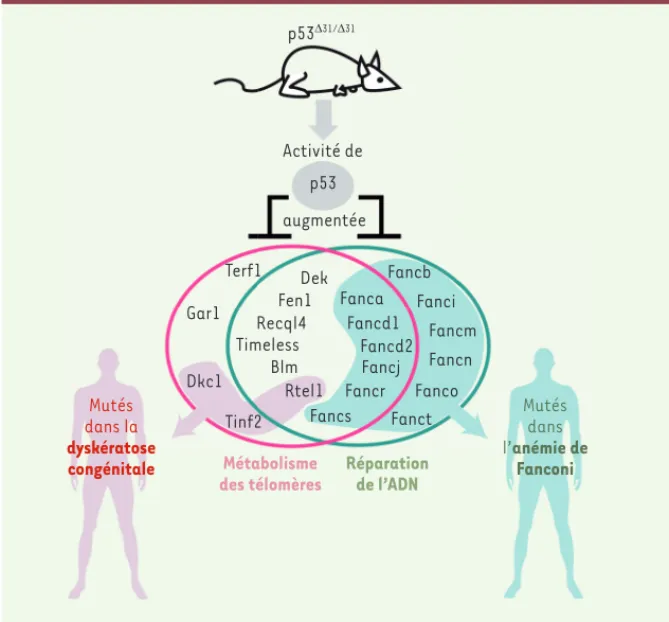 Figure 1. Le modèle murin p53 Δ31  révèle que la protéine p53 régule l’expression de 22 gènes  impliqués dans le métabolisme des télomères et/ou la voie Fanconi de réparation de l’ADN