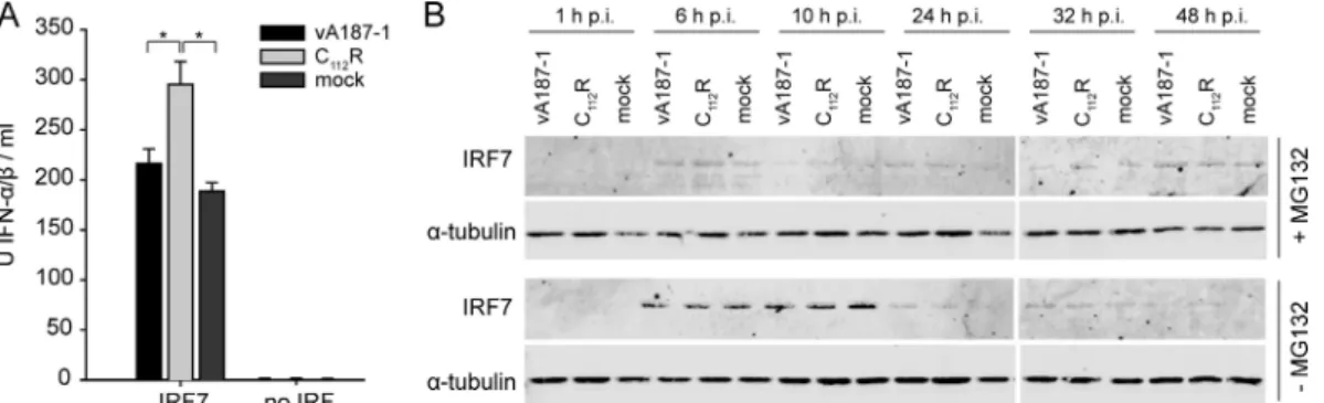 FIG. 3. Truncations at the amino terminus or the carboxy terminus of IRF3 and IRF7 affect the interaction with N pro 