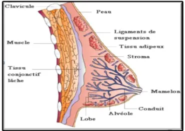 Figure 2: Anatomie de la glande mammaire d'après une coupe sagittale [5]. 