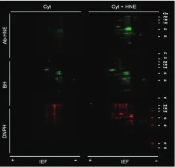 Figure 3.  SDS-PAGE and subsequent blot analysis of biotinylated  proteins  before  and  after  BH  treatment