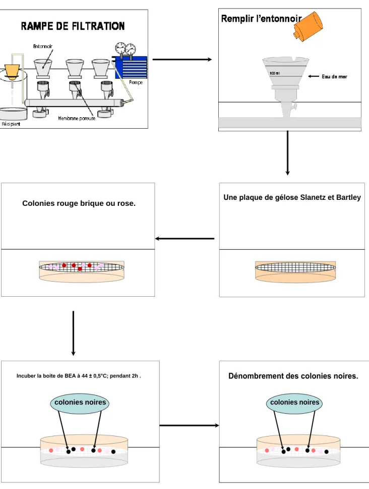 Figure 7-5: Méthode de dénombrement des streptocoques fécaux (ISO 7 899-2) 