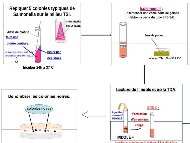 Figure 7-6: Méthode de dénombrement des salmonelles (RODIER, 2010) 