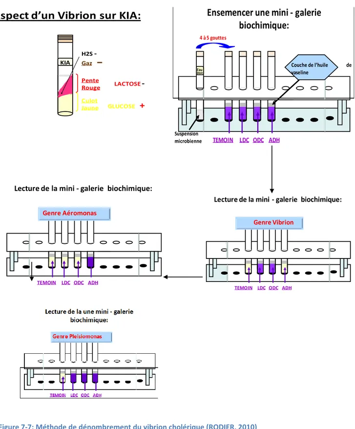 Figure 7-7: Méthode de dénombrement du vibrion cholérique (RODIER, 2010)