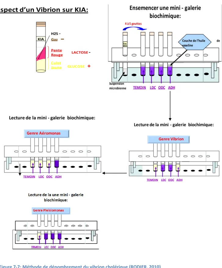 Figure 7-7: Méthode de dénombrement du vibrion cholérique (RODIER, 2010)