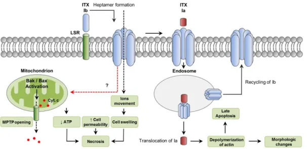 Figure 4. Intracellular pathways involved in C. perfringens iota-toxin (ITX) action. ITX is a binary toxin  composed  of  an  enzyme  component  (Ia)  and  a  binding  component  (Ib)