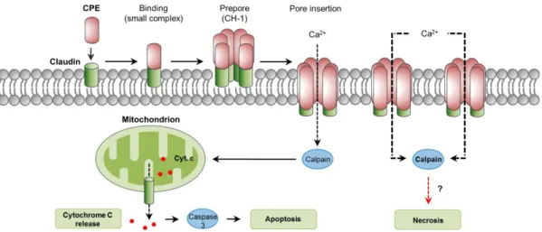 Figure  5.  Intracellular  pathways  involved  in  C.  perfringens enterotoxin  (CPE)  action