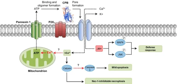 Figure 2. Pathways involved in C. perfringens beta-toxin (CPB) intracellular action. CPB structure was  predicted by the SwissModel online software (Genbank ID: L13198) using standard settings