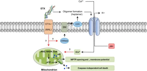 Figure 3. Pathways involved in C. perfringens epsilon-toxin (ETX) intracellular action
