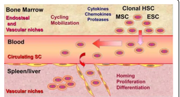 Figure 5 PMF stem cells moving from niches to niches. In response to several environmental factors, an imbalance between endosteal and vascular niches within the bone marrow would favor the proliferation and mobilization of pathological stem cells from the
