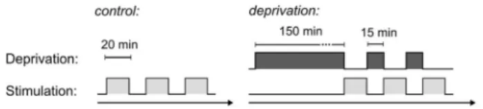 Figure 1. Sequence of experimental blocks in control and deprivation sessions.