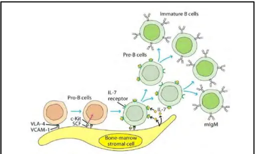 Figure  2.  Interaction    des  cellules  stromales  de  la  moelle  osseuse avec les progéniteurs des cellules B