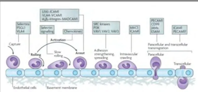Figure  5.  Modèle  de  l’extravasation  des  leucocytes.  L’extravasation  comporte  quatre  étapes  successives:  le  roulement  qui  est  médiée  par  les  sélectines,  l’activation  qui  est  médiée par des chimiokines, l’adhésion qui est médiée par le