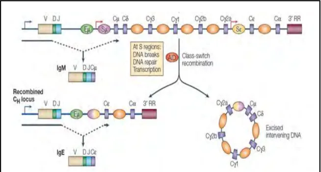 Figure 11. Commutation isotypique de l’IgE. Schéma du locus de la chaine lourde  codant  pour  une  IgM,  et  initiation  de  la  commutation  de  classe  pour  la  production  d’une  IgE