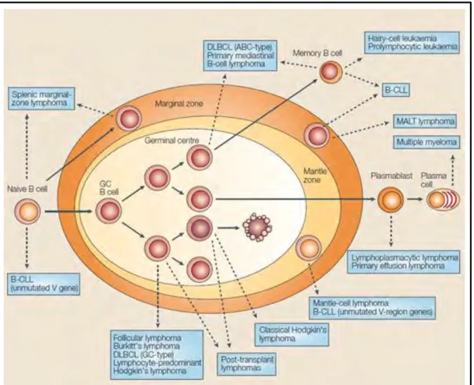 Figure  13.  Origine  cellulaire  des  lymphomes  B.  Les  cellules  B  lymphomateuses  sont  désignées  à  partir  de  leurs  homologues  de  cellules  B  saines
