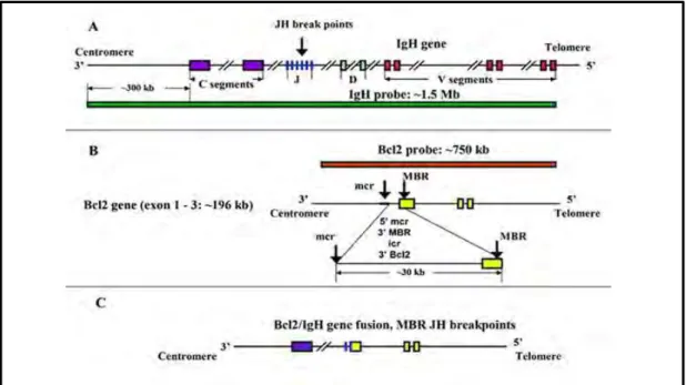 Figure 14. Illustration de la translocation  t(14, 18). (A) Structure du gène IgH,  la  sonde  d’hybridation  fluorescente  in  situ  (FISH)  du  gène  IgH  est  en  vert