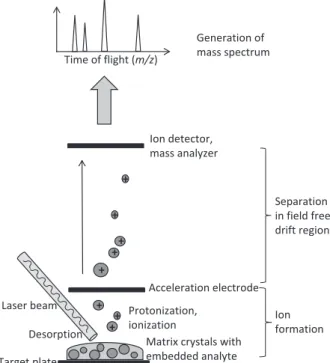 Figure 1. Principle of the MALDI-TOF (matrix-assisted laser desorp- desorp-tion/ionization-time of flight) MS process