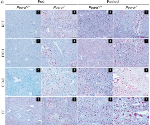 Figure 2. Effect of dietary fat on plasma biochemistry. Wild-type (Pparα +/+ ) and total Pparα knockout (Pparα −/− ) mice were fed ad libitum or fasted for 24 h and then euthanized at ZT14