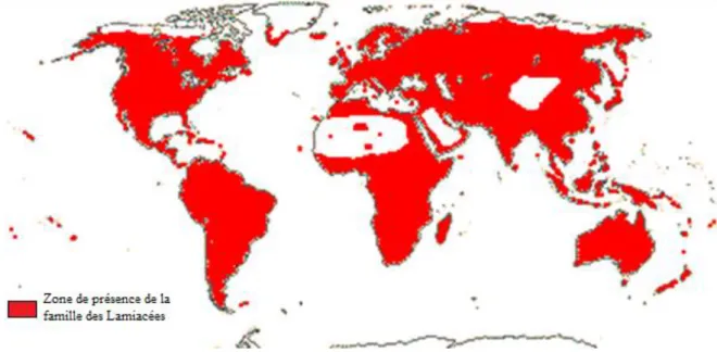 Figure n° 1 : Carte de répartition géographique de la famille des Lamiacées (Stevens P