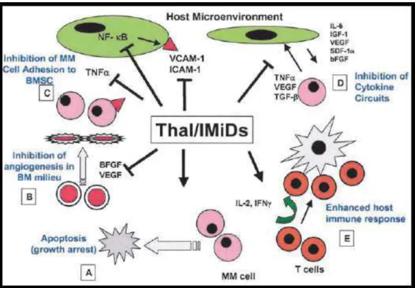 Figure 02 : Les mécanismes d’action de la thalidomide et autres IMiDs sur les cellules  myélomateuses et leur microenvironnement (Richardson et Anderson, 2004 )