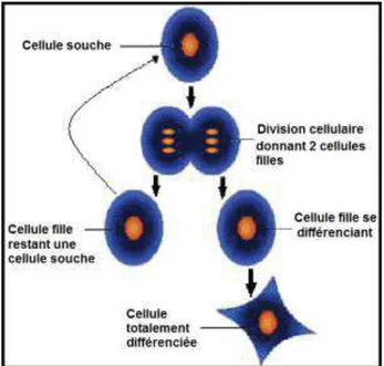 Figure 04: Capacité d’une cellule souche (Sieveking, 2009) 