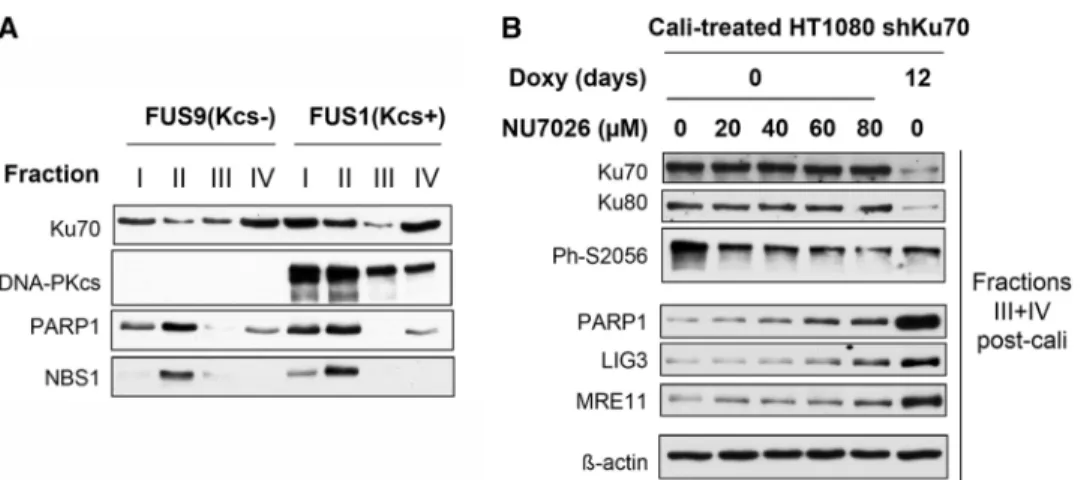 Figure 5D and Supplementary Figure S6 clearly showed an increase in BrdU staining in the nucleus of Ku-depleted cells 2 h after DSBs production, suggesting an enhanced ssDNA production at DSBs in the absence of Ku.