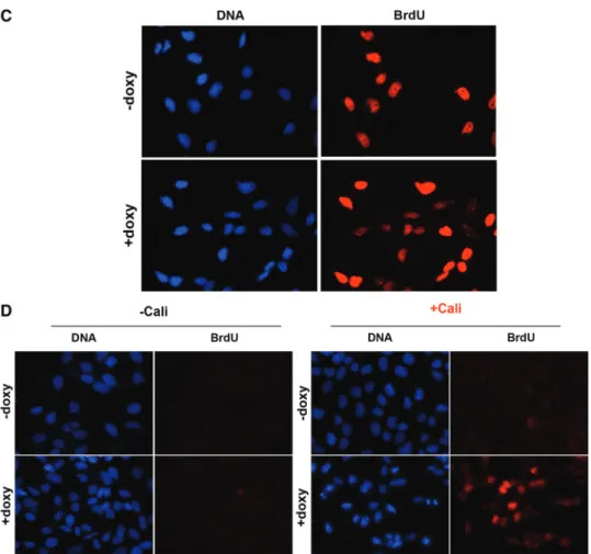 Figure 5. Continued.