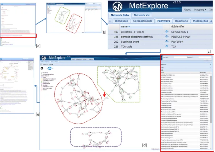 Figure 3. Navigation between pathway and network representation using MetExplore and TrypanoCyc