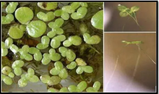 Figure 05: Photos de Lemna minor 