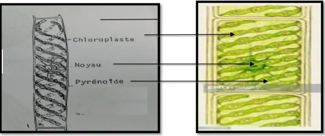 Figure 06: Schéma de Spyrogyra link sp 