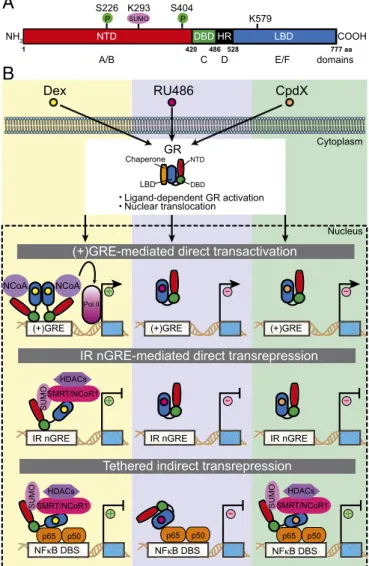 Fig. 1. Schematic illustration ( A ) of the structural domains within the human GR, indicating relevant phosphorylation (P), and SUMOylation sites, and ( B ) the three molecular mechanisms by which GR regulates expression of its target genes upon binding a