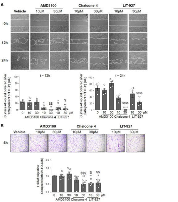 Figure 6: CXCL12 neutralization decreases pericyte coverage of vessels as well as macrophage  infiltration  in  lungs  of  MCT-injected  and  SuHx  rats