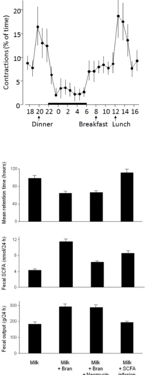 Figure 10  : Temps de transit moyen, excrétion fécale  d'acides gras à courte chaine (SCFA, Short Chain Fatty  Acids) et masse de l'excrétion fécale chez le porc soumis à  un régime sans fibre (lait), supplémenté en son avec ou  sans traitement antibiotiqu