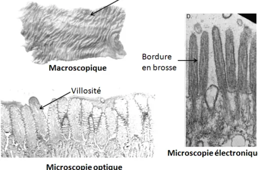 Figure 1 : Caractéristiques anatomiques de la muqueuse intestinale 